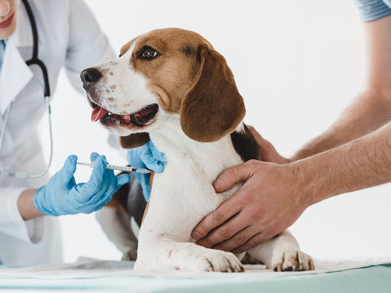 Sealy Animal Hospital Vaccinations